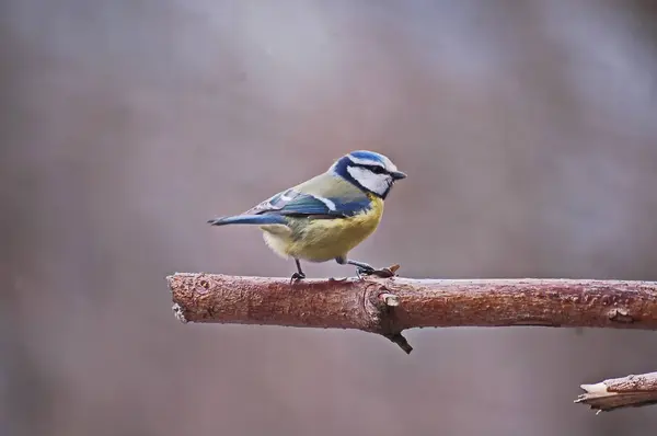 Eurasian Blue Tit Small Passerine Bird Tit Family — Stock Fotó
