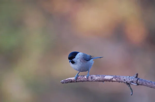 Long Tailed Tit Also Named Long Tailed Bushtit Common Bird — 图库照片