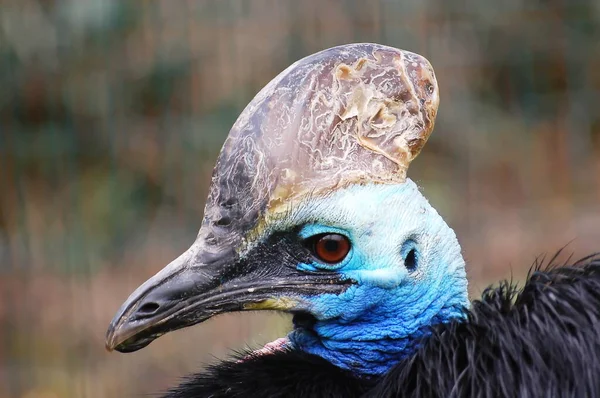 Helmeted Cassowary Autralian Bird — Stock Photo, Image