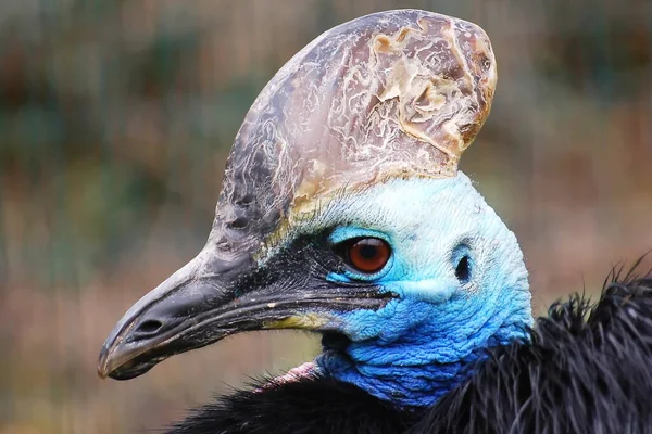 Helmeted Cassowary Autralian Bird — Stock Photo, Image