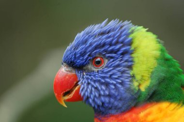 Loris namı diğer Loriini, Eski Dünya papağan ailesinin (Psittaculidae) bir nektar içme üçlüsüdür.).