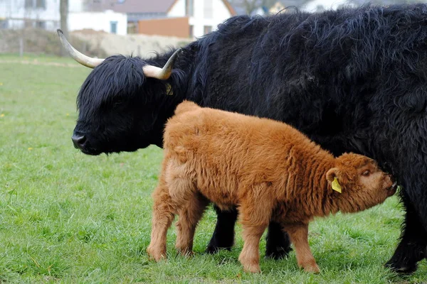 Skotska Höglandet Nötkreatur Hungrig Kalv — Stockfoto
