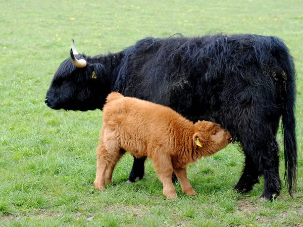 苏格兰高地牛 饥饿的小牛 — 图库照片