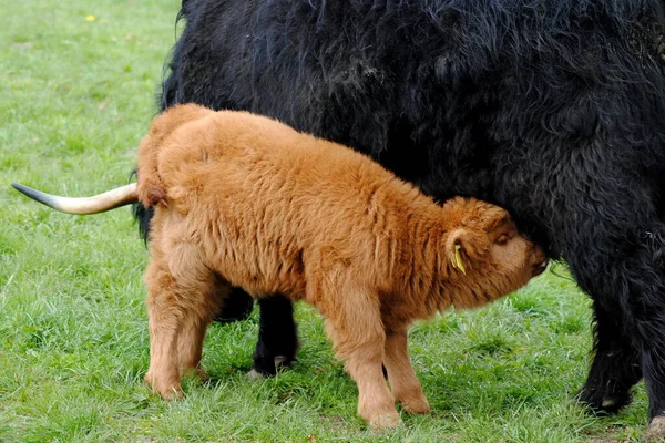 スコットランドのハイランド牛 ハンガリーの牛 — ストック写真
