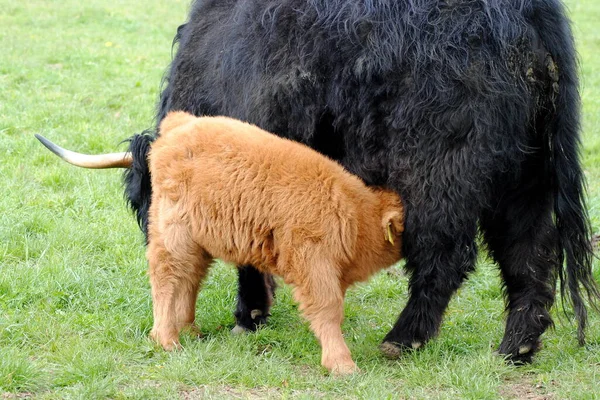 苏格兰高地牛 饥饿的小牛 — 图库照片