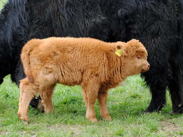 Skot Scottish Highland Cattle Hladové Tele — Stock fotografie