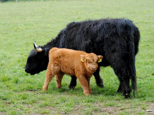 Scottish Highland Cattle Veau Affamé — Photo
