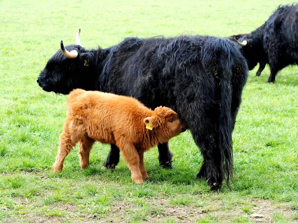Scottish Highland Cattle Hungry Calf — Stock Photo, Image
