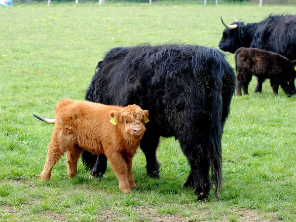 スコットランドのハイランド牛 ハンガリーの牛 — ストック写真
