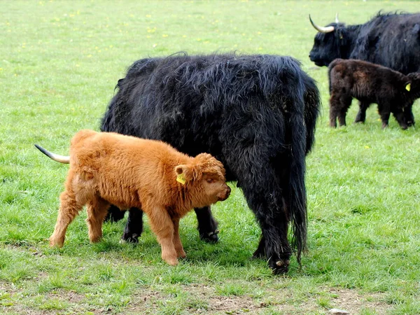Scottish Highland Cattle Hungry Calf — Stock Photo, Image