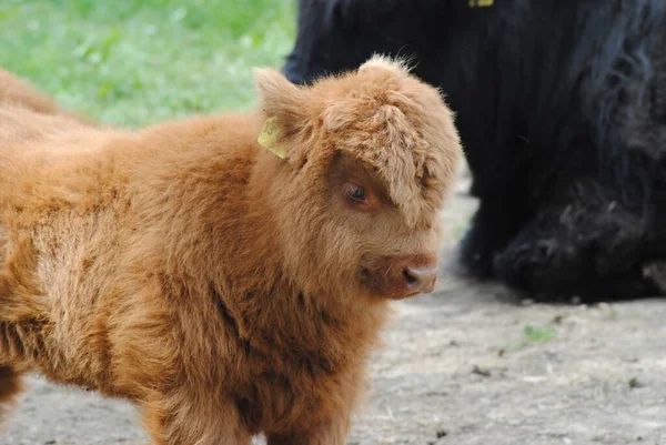 Young Calf Pasture — Stock Photo, Image