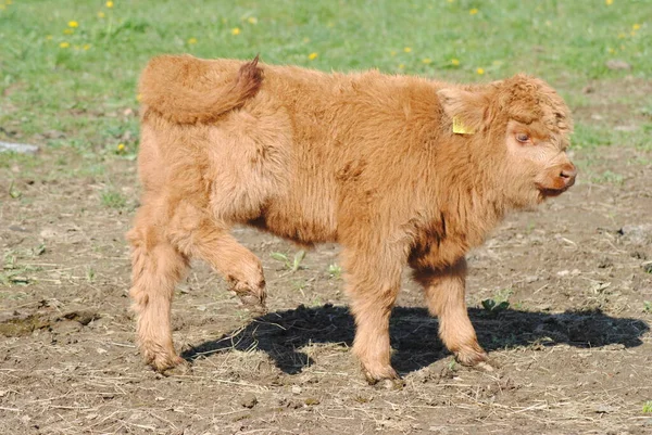 Young Calf Pasture — Stock Photo, Image