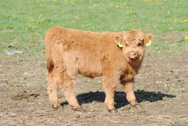 牧草地にいる若い子牛 — ストック写真