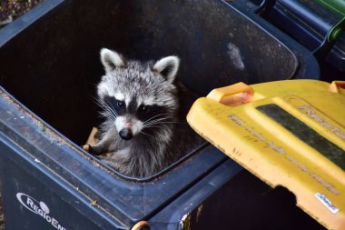 Bu arada, Almanya 'daki rakunlarla ilgili büyük bir sorun var. İstilacı ve yaygınlar. Ayrıca insan uygarlığından faydalanıyorlar ve atıklarını seviyorlar..