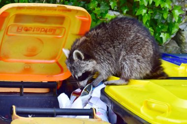 Bu arada, Almanya 'daki rakunlarla ilgili büyük bir sorun var. İstilacı ve yaygınlar. Ayrıca insan uygarlığından faydalanıyorlar ve atıklarını seviyorlar..