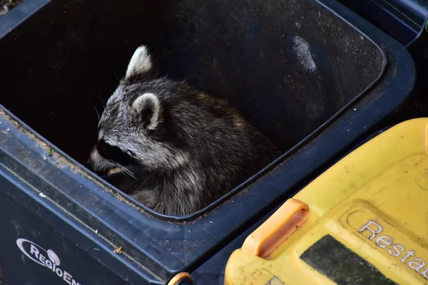 Raccoons garbage Stock Photos, Royalty Free Raccoons garbage Images ...