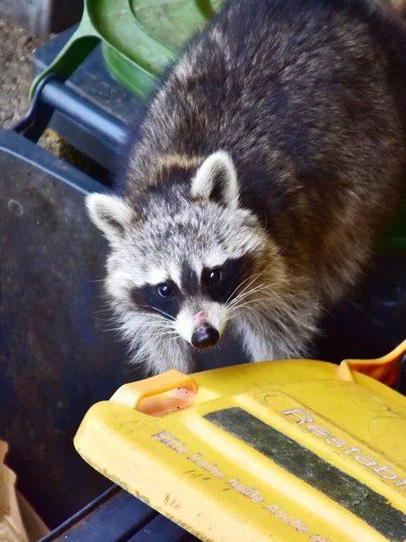 Bu arada, Almanya 'daki rakunlarla ilgili büyük bir sorun var. İstilacı ve yaygınlar. Ayrıca insan uygarlığından faydalanıyorlar ve atıklarını seviyorlar..