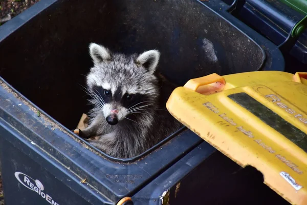 Bu arada, Almanya 'daki rakunlarla ilgili büyük bir sorun var. İstilacı ve yaygınlar. Ayrıca insan uygarlığından faydalanıyorlar ve atıklarını seviyorlar..