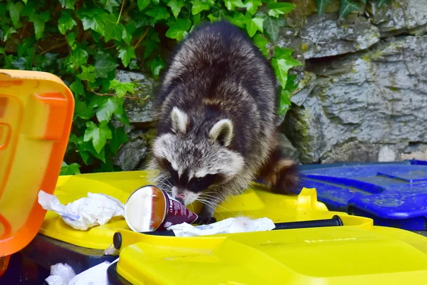 Bu arada, Almanya 'daki rakunlarla ilgili büyük bir sorun var. İstilacı ve yaygınlar. Ayrıca insan uygarlığından faydalanıyorlar ve atıklarını seviyorlar..