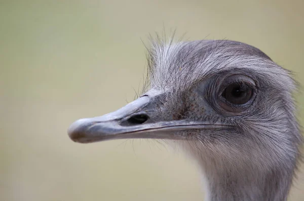 Rheas También Son Conocidos Como Nandus Oder Avestruz Sudamericano Nombre — Foto de Stock