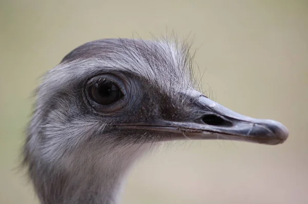 Rheas Juga Dikenal Sebagai Nandus Oder Atau Burung Unta Amerika — Stok Foto
