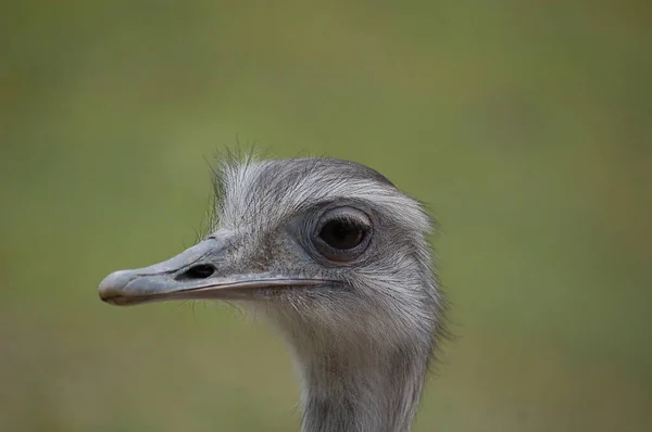 Rheas Also Known Nandus Oder South American Ostrich Name Rhea — Stock Photo, Image