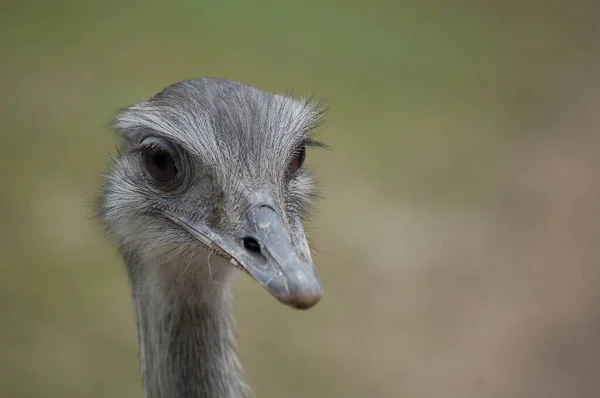 Rheas Also Known Nandus Oder South American Ostrich Name Rhea — Stock Photo, Image