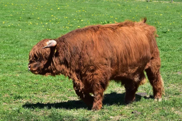 Schottische Hochlandrinder Zuchtbullen — Stockfoto