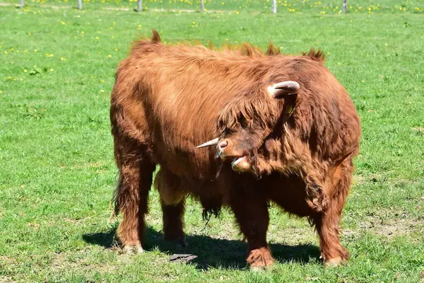 Scottish Highland Cattle Breeding Bull — Stock Photo, Image