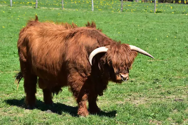 Bovini Scozzesi Delle Highland Allevamento Bull — Foto Stock