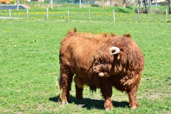 Scottish Highland Ganado Toro Cría —  Fotos de Stock