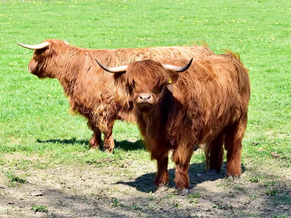 Scottish Highland Ganado Toro Cría —  Fotos de Stock