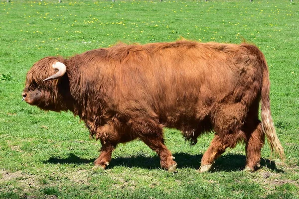 Breeding Bull Pasture — Stock Photo, Image