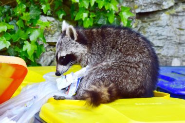 Yemek arayan maskeli bir ziyaretçi.