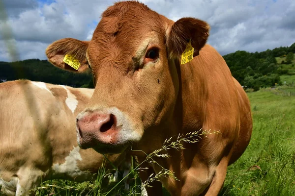 Bovinos Vacas Bezerros Felizes Pasto — Fotografia de Stock
