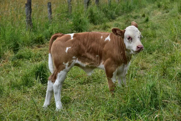 Rinder Kühe Und Kälber Glücklich Auf Der Weide — Stockfoto