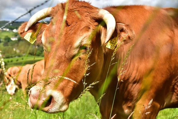 Крупный Рогатый Скот Коровы Телята Счастливые Пастбище — стоковое фото