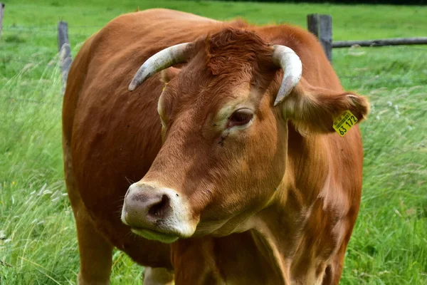 Крупный Рогатый Скот Коровы Телята Счастливые Пастбище — стоковое фото