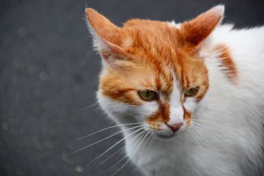 Kırmızı ve beyaz renkli bir kedi