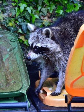 Almanya 'daki rakun nüfusunu kontrol etmek zordur: Sevimli yırtıcı, nesli tükenmekte olan türleri yer ve ev atıklarını yakıp yıkar..