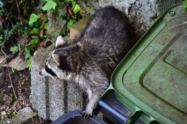 Almanya 'daki rakun nüfusunu kontrol etmek zordur: Sevimli yırtıcı, nesli tükenmekte olan türleri yer ve ev atıklarını yakıp yıkar..