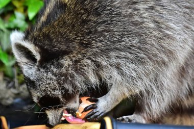 Aç bir rakun insan atıklarından kar ediyor..
