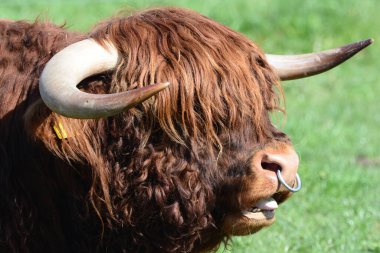 Highland sığırları namı diğer Kyloe, İskoç sığırlarının kırsal bir türüdür. İskoçya 'nın İskoçya ve Batı Adaları' ndan gelmektedir. Her zamanki palto rengi kırmızımsı kahverengi veya siyahtır..