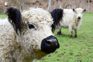 Galloway, İskoçya 'nın Galloway bölgesinde yetişen bir sığır türüdür. Galloways 'in dalgalı ya da kıvrımlı kalın bir çift katmanlı ceketi vardır..