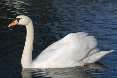 Gölde güzel bir kuğu