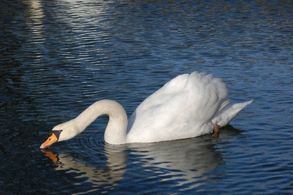 Schöner Schwan Auf Dem See — Stockfoto