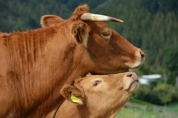 Rinder Kühe Und Kälber Ein Schönes Leben Auf Der Weide — Stockfoto