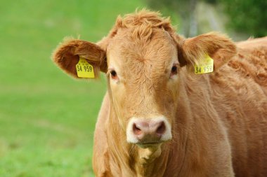 Sığırlar, inekler ve buzağılar. Otlakta güzel bir hayat.