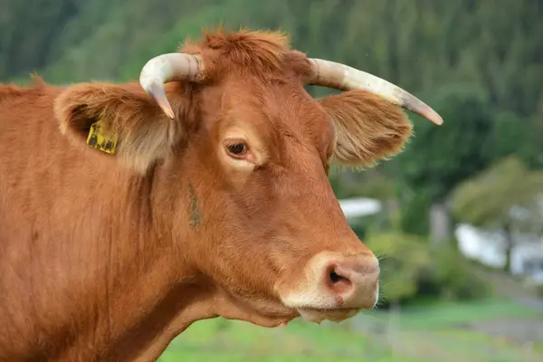 Βοοειδή Αγελάδες Και Μοσχάρια Μια Όμορφη Ζωή Ένα Βοσκότοπο — Φωτογραφία Αρχείου