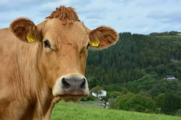 Skot Krávy Telata Krásný Život Pastvině — Stock fotografie